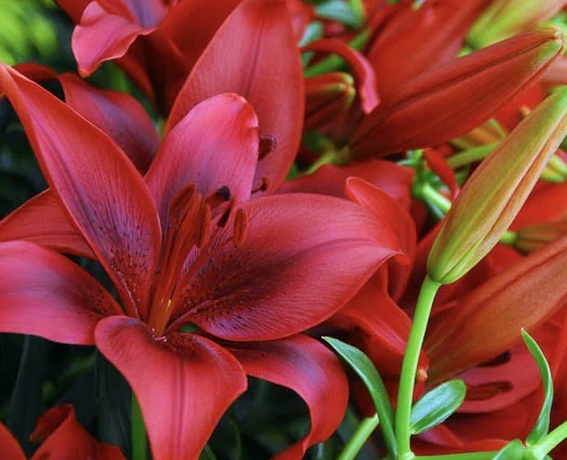 Crini Gr.1 -Red Flash