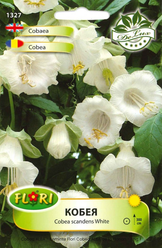 Cobea ALBA - Seminte Flori Cobea ALBA de la Florian