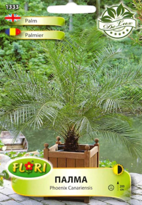 Seminte Palmier Phoenix, 5 gram FLORIAN