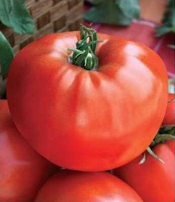 Seminte de tomate Medelina, 1 gram